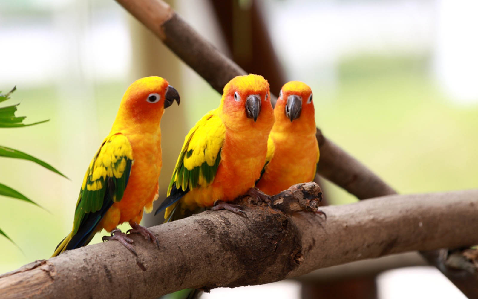 Free Download Love Birds Images Big Size Wallpaper HD Pics